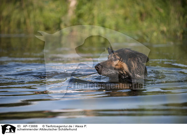 schwimmender Altdeutscher Schferhund / AP-13888