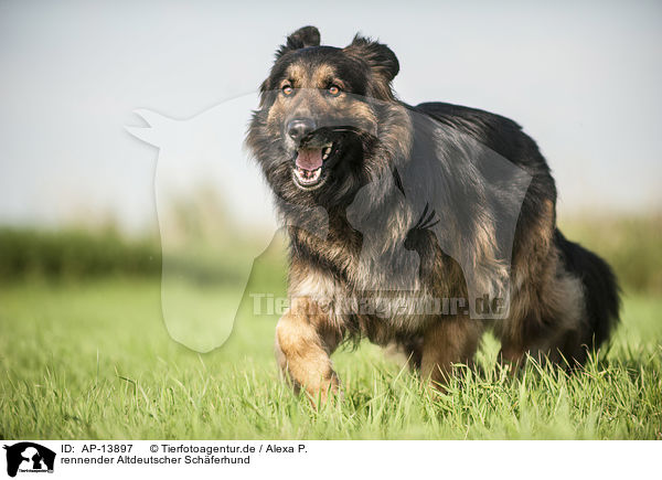 rennender Altdeutscher Schferhund / AP-13897