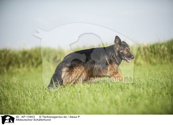 Altdeutscher Schferhund / AP-13903