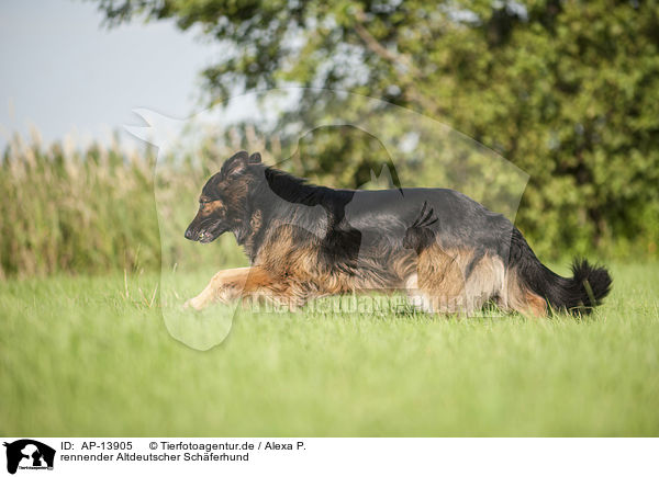 rennender Altdeutscher Schferhund / running Old German Shepherd / AP-13905