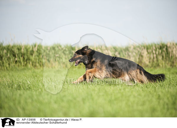 rennender Altdeutscher Schferhund / AP-13906