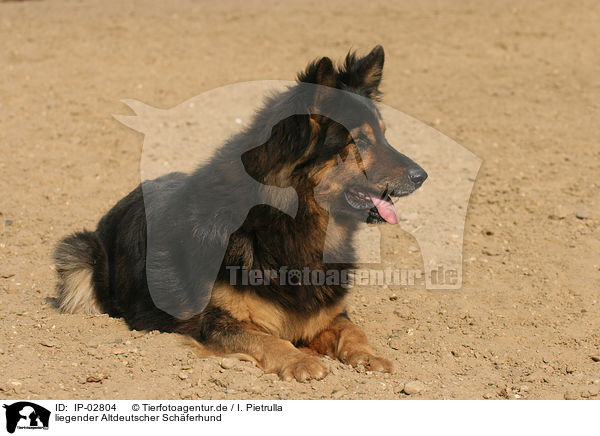 liegender Altdeutscher Schferhund / IP-02804