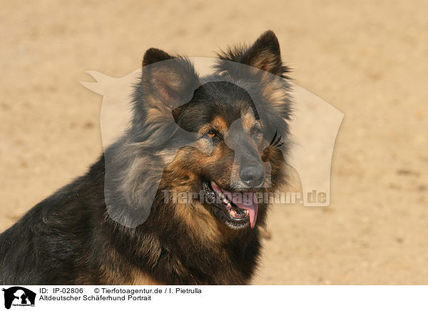 Altdeutscher Schferhund Portrait / IP-02806