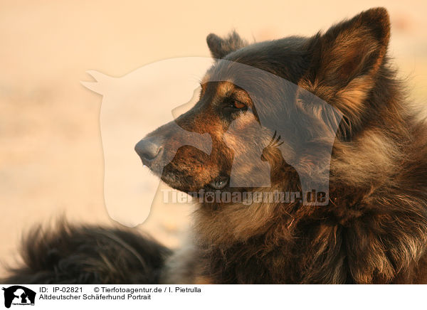 Altdeutscher Schferhund Portrait / IP-02821