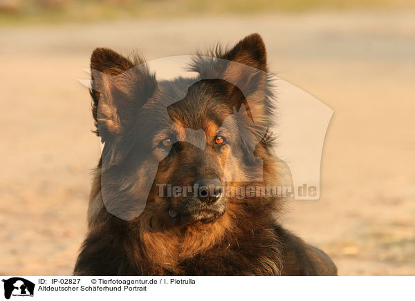Altdeutscher Schferhund Portrait / IP-02827
