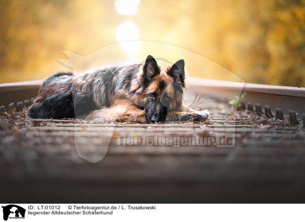 liegender Altdeutscher Schferhund / lying Altdeutscher Schferhund / LT-01012