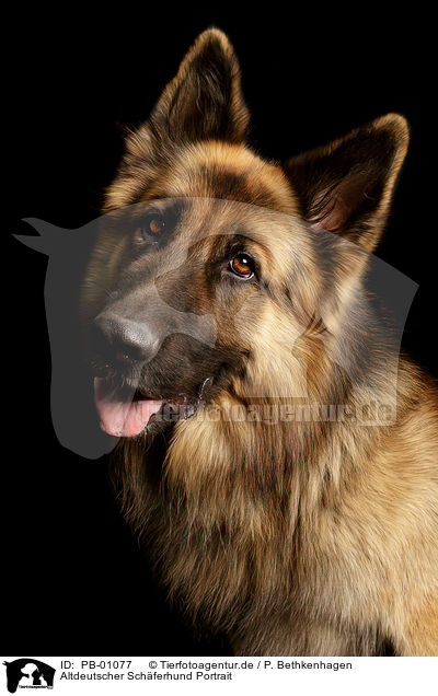 Altdeutscher Schferhund Portrait / PB-01077