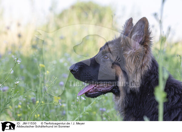 Altdeutscher Schferhund im Sommer / JM-11530