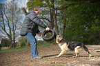 Mann spielt mit Altdeutscher Schferhund