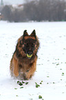 spielender Altdeutscher Schferhund