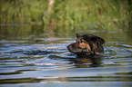 schwimmender Altdeutscher Schferhund