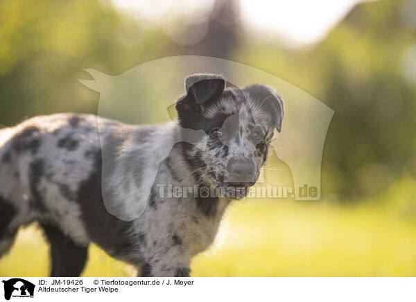 Altdeutscher Tiger Welpe / Old German Herding Shepherd Puppy / JM-19426