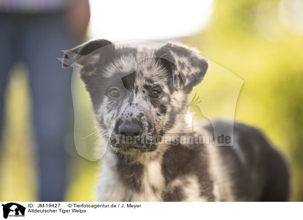 Altdeutscher Tiger Welpe / Old German Herding Shepherd Puppy / JM-19427