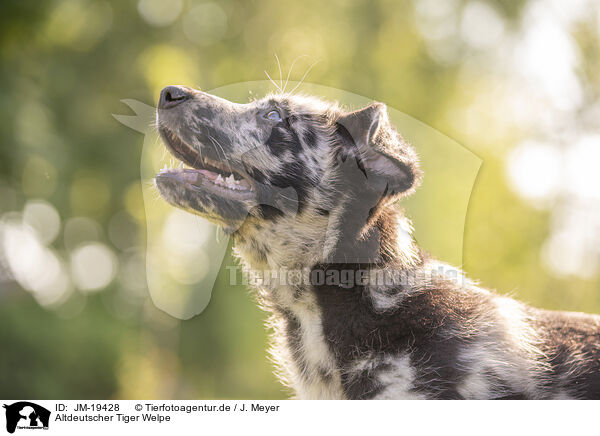 Altdeutscher Tiger Welpe / Old German Herding Shepherd Puppy / JM-19428