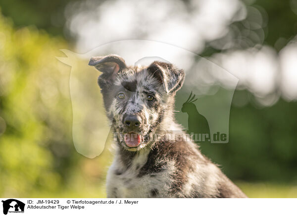 Altdeutscher Tiger Welpe / Old German Herding Shepherd Puppy / JM-19429
