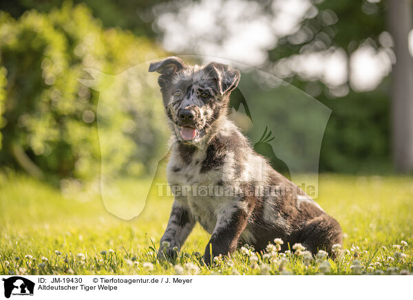 Altdeutscher Tiger Welpe / Old German Herding Shepherd Puppy / JM-19430