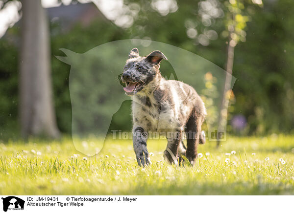 Altdeutscher Tiger Welpe / Old German Herding Shepherd Puppy / JM-19431