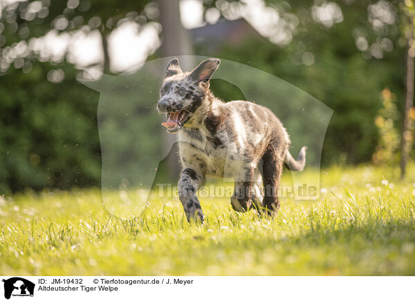 Altdeutscher Tiger Welpe / Old German Herding Shepherd Puppy / JM-19432