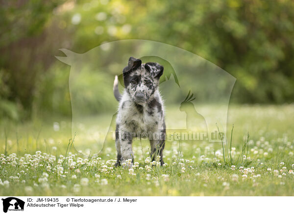 Altdeutscher Tiger Welpe / Old German Herding Shepherd Puppy / JM-19435