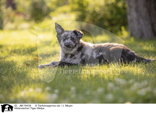 Altdeutscher Tiger Welpe / Old German Herding Shepherd Puppy / JM-19439