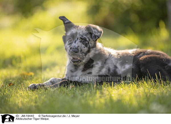 Altdeutscher Tiger Welpe / Old German Herding Shepherd Puppy / JM-19440