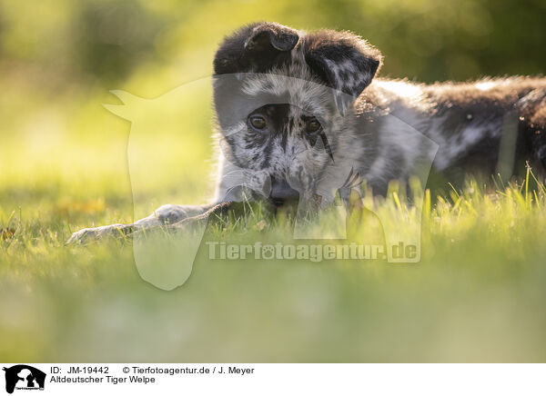 Altdeutscher Tiger Welpe / Old German Herding Shepherd Puppy / JM-19442