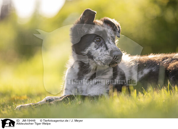 Altdeutscher Tiger Welpe / Old German Herding Shepherd Puppy / JM-19446