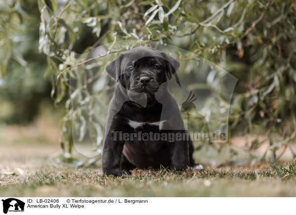 American Bully XL Welpe / American Bully XL Puppy / LB-02406