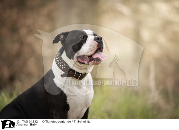 American Bully / American Bully / TAS-01232