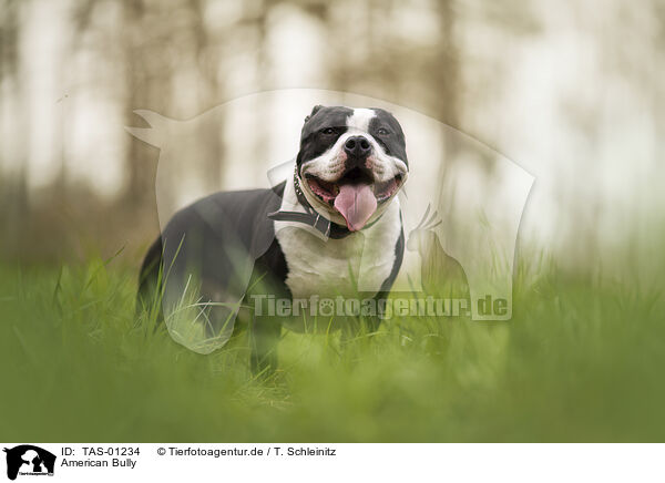 American Bully / TAS-01234