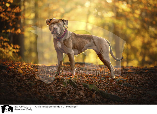 American Bully / American Bully / CF-02070