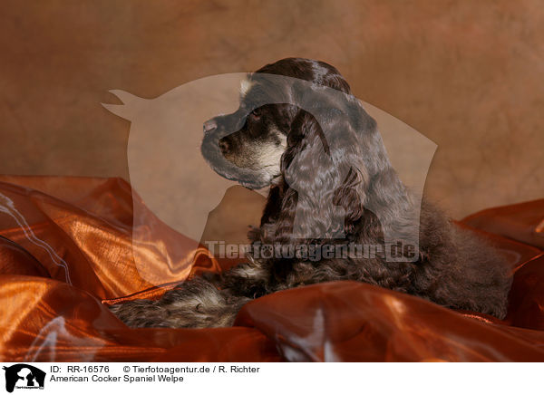 American Cocker Spaniel Welpe / Puppy / RR-16576