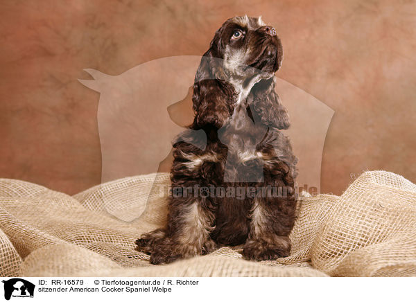 sitzender American Cocker Spaniel Welpe / sitting Spaniel puppy / RR-16579
