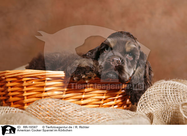 American Cocker Spaniel im Krbchen / Spaniel in basket / RR-16587