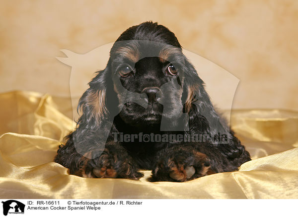 American Cocker Spaniel Welpe / Puppy / RR-16611