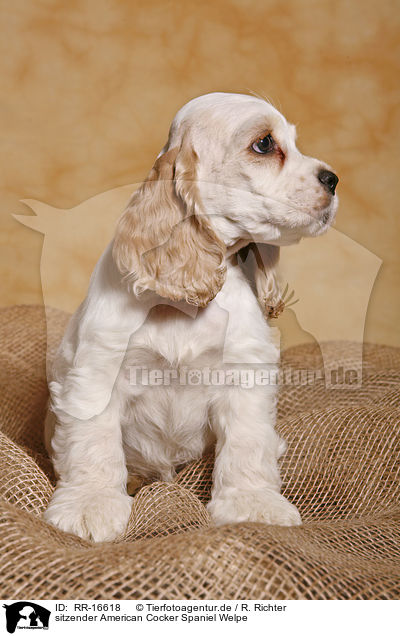 sitzender American Cocker Spaniel Welpe / sitting Spaniel puppy / RR-16618