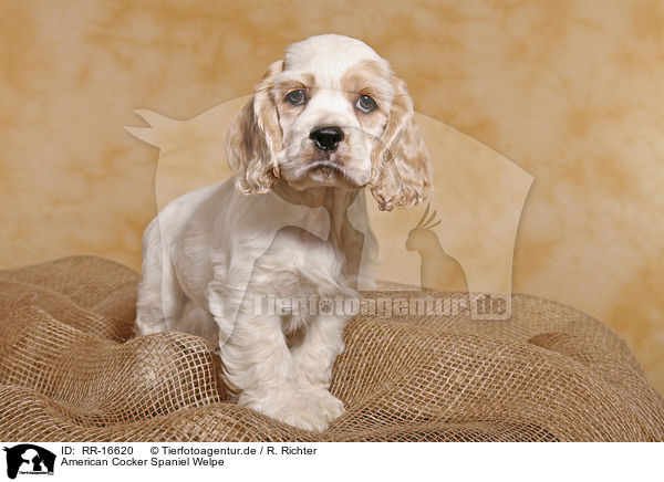 American Cocker Spaniel Welpe / Puppy / RR-16620