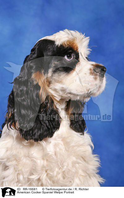 American Cocker Spaniel Welpe Portrait / Cocker Spaniel Pup Portrait / RR-16681