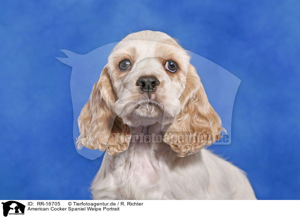 American Cocker Spaniel Welpe Portrait / Cocker Spaniel Pup Portrait / RR-16705