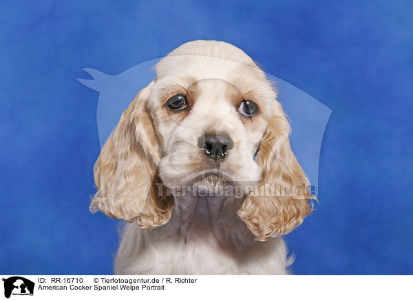 American Cocker Spaniel Welpe Portrait / Cocker Spaniel Pup Portrait / RR-16710