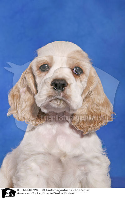American Cocker Spaniel Welpe Portrait / Cocker Spaniel Pup Portrait / RR-16726