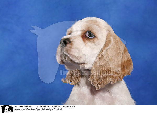 American Cocker Spaniel Welpe Portrait / Cocker Spaniel Pup Portrait / RR-16729