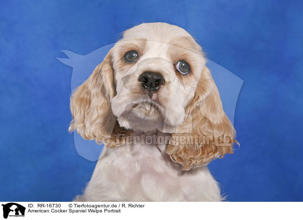 American Cocker Spaniel Welpe Portrait / Cocker Spaniel Pup Portrait / RR-16730
