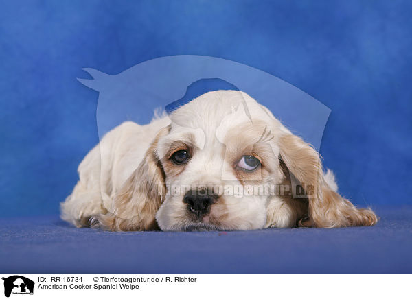 American Cocker Spaniel Welpe / Puppy / RR-16734