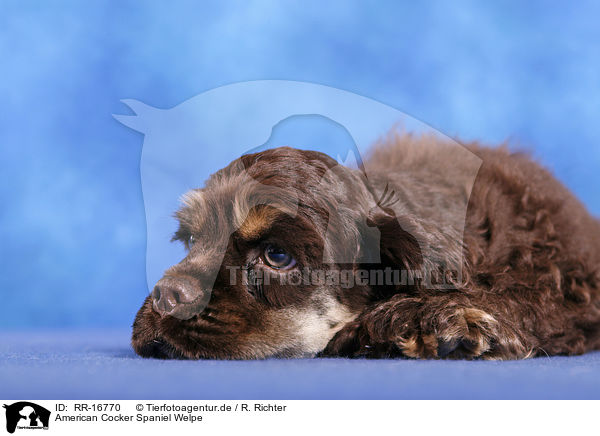American Cocker Spaniel Welpe / Puppy / RR-16770