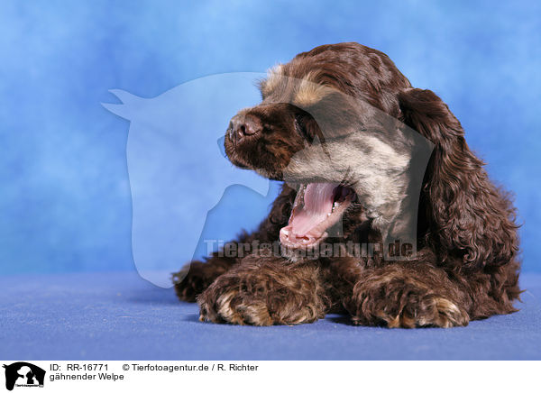 ghnender Welpe / yawning puppy / RR-16771