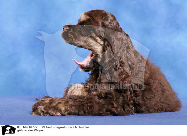 ghnender Welpe / yawning puppy / RR-16777