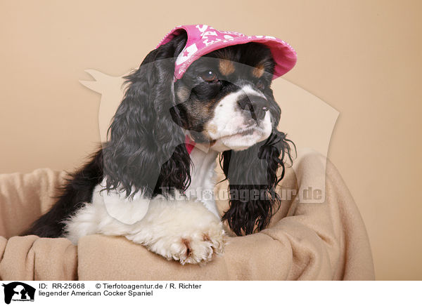 liegender American Cocker Spaniel / RR-25668