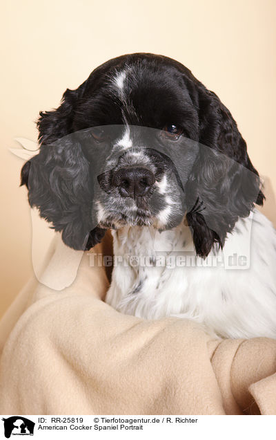 American Cocker Spaniel Portrait / American Cocker Spaniel Portrait / RR-25819