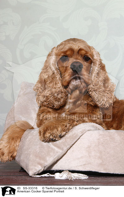 American Cocker Spaniel Portrait / SS-33316